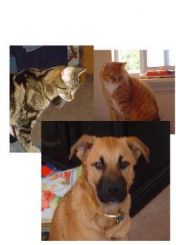 denise_lula profile photo