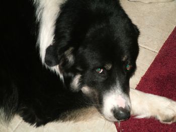 panders profile photo