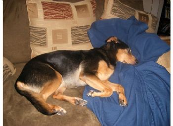 tomz74 profile photo