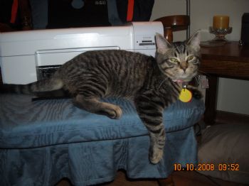 Cheesecake profile photo