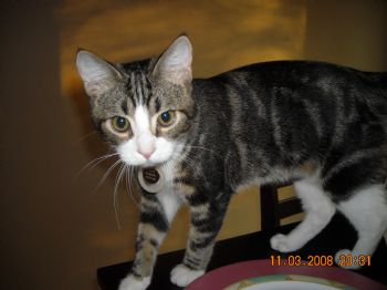 Cheesecake profile photo