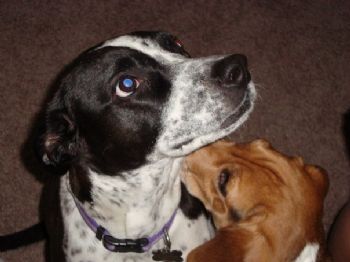 mdevito profile photo