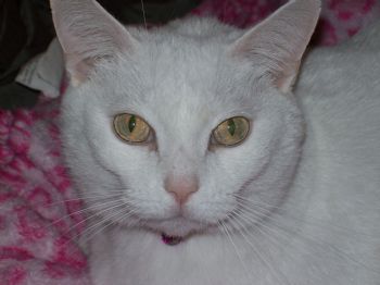 TinkerFairy profile photo