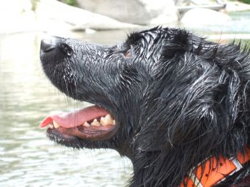 cdeancausse profile photo