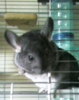 SahraDee profile photo