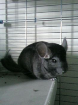 SahraDee profile photo