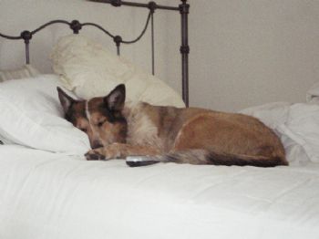 umustluvdogs profile photo