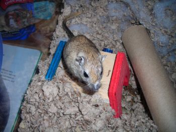 amdeleon profile photo