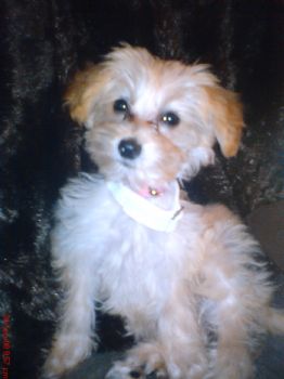 lloydstedman profile photo