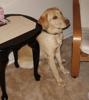 aforsman profile photo