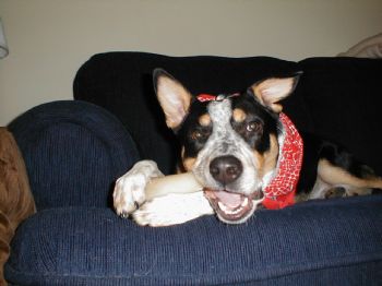 superravi profile photo