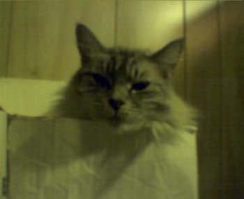 caruthes profile photo