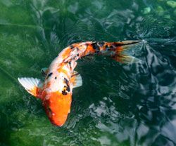 koifish profile photo