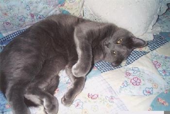 Ginaklich profile photo