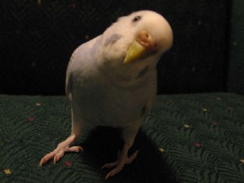 pereka profile photo