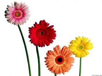 suebaker14 profile photo