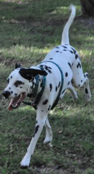 bluribbonz profile photo