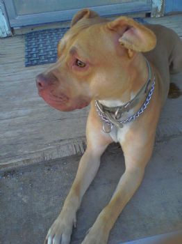 patticakes profile photo