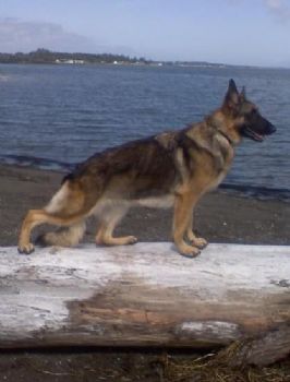 akcgsd profile photo