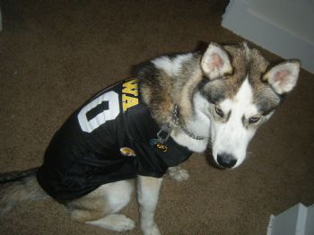 hundlc profile photo