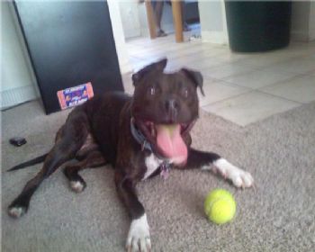 temorgan profile photo