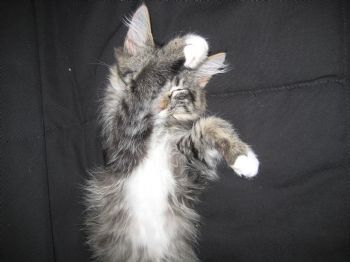 engaged! profile photo