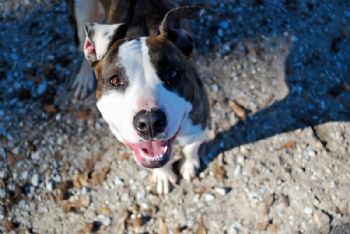 jcardone profile photo