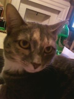 afewelements profile photo