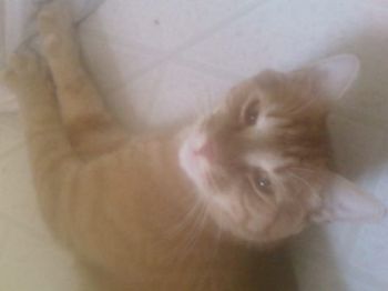 afewelements profile photo