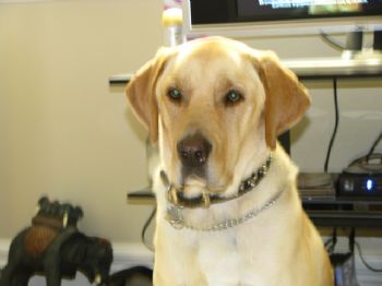 Sarebear23 profile photo