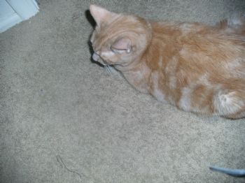 SJBAILEY82 profile photo