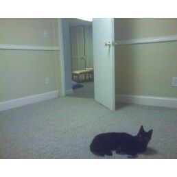 cobaltblue profile photo