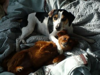 puppyloveadv profile photo