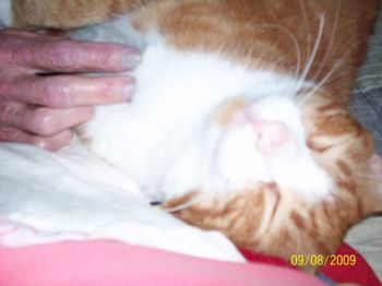 sidviscious profile photo