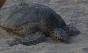 Dizzyre1 profile photo