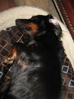 romichan profile photo