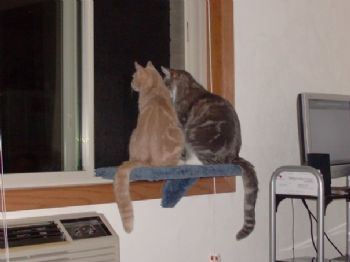 blynk4vr316 profile photo