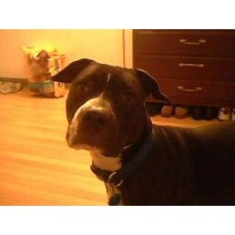 gekapat profile photo