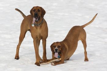 andifetz profile photo