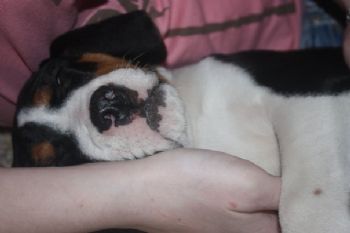 Vetesse profile photo