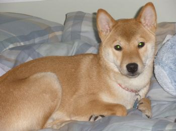 sassylilfoxx profile photo