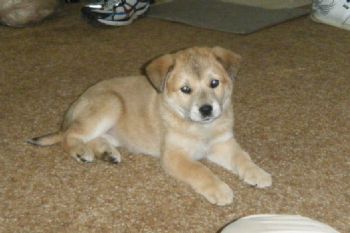 cookiescute profile photo