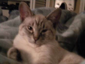 Asegnitz profile photo