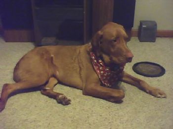 Rexdog profile photo