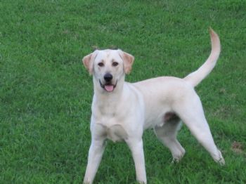 rfertig profile photo