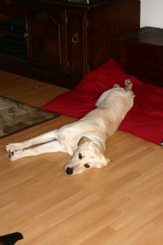 rfertig profile photo