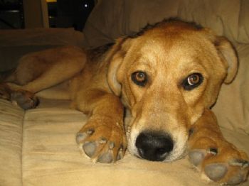 lcs0618 profile photo