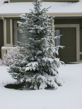 scsurfsc profile photo