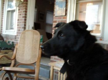 klkeough profile photo