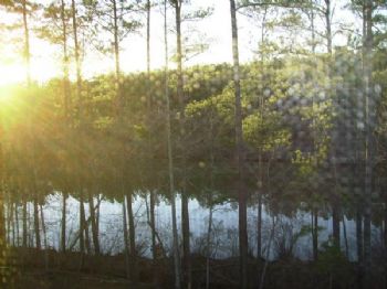 abpeacock profile photo